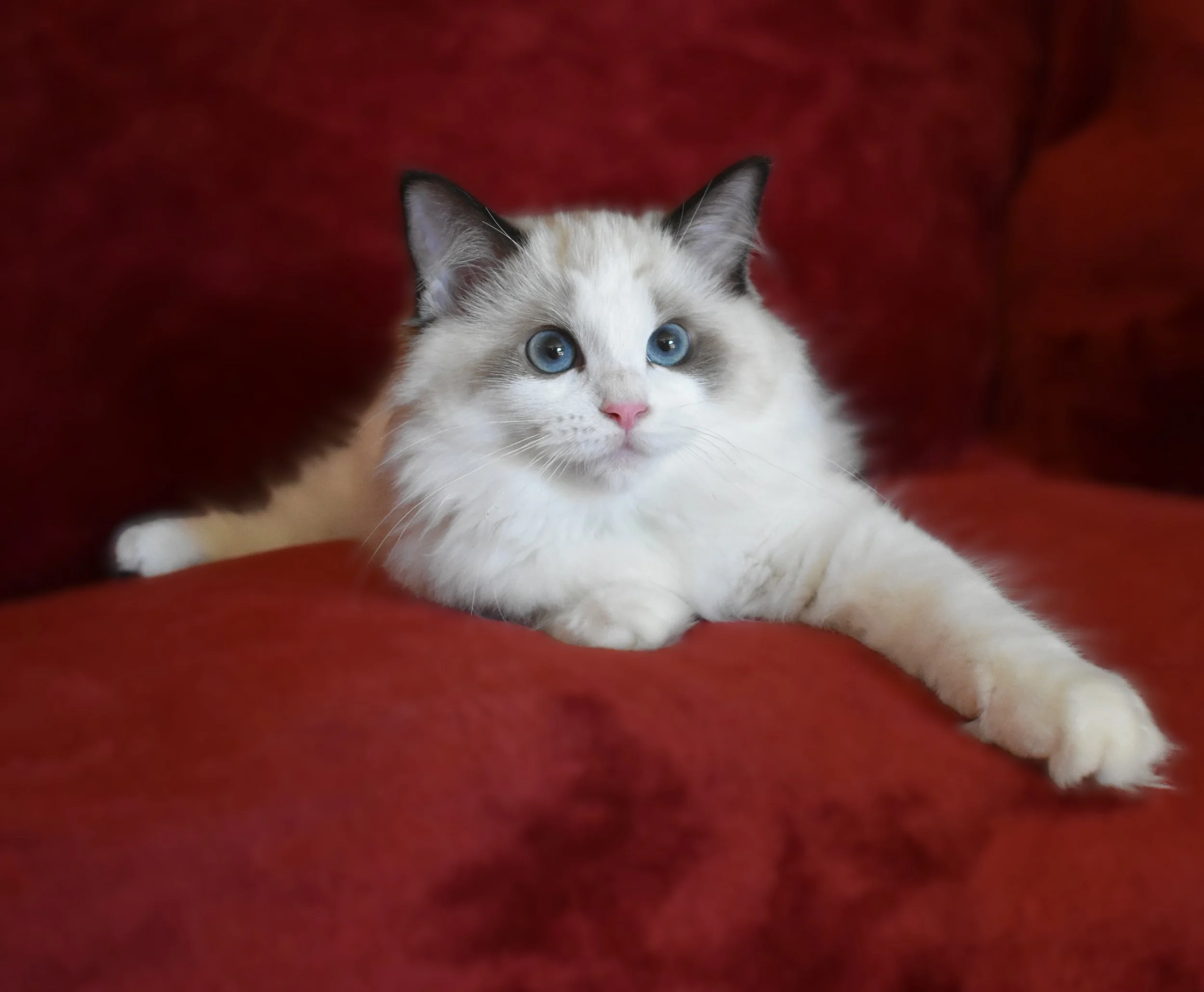 Services — ElleBellRags™ Ragdoll CatsElleBellRags.com